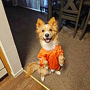 Remy is registered to the contest to win money with this photo: dog, orange_shirt, indoor, carpet, wood_floor, happy, smiling, pet, cute, sitting, furry, domestic_animal, clothing, canine, playful, portrait, household, animal, fur, ears