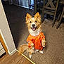 dog, orange_shirt, indoor, carpet, wood_floor, happy, smiling, pet, cute, sitting, furry, domestic_animal, clothing, canine, playful, portrait, household, animal, fur, ears