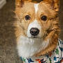 Remy joined the competition — help win amazing prizes! dog, pet, close_up, portrait, animal, canine, fur, ears, eyes, nose, clothing, costume, indoor, cute, mammal, domestic_animal, looking_at_camera, brown_fur, white_fur, dinosaur_pattern