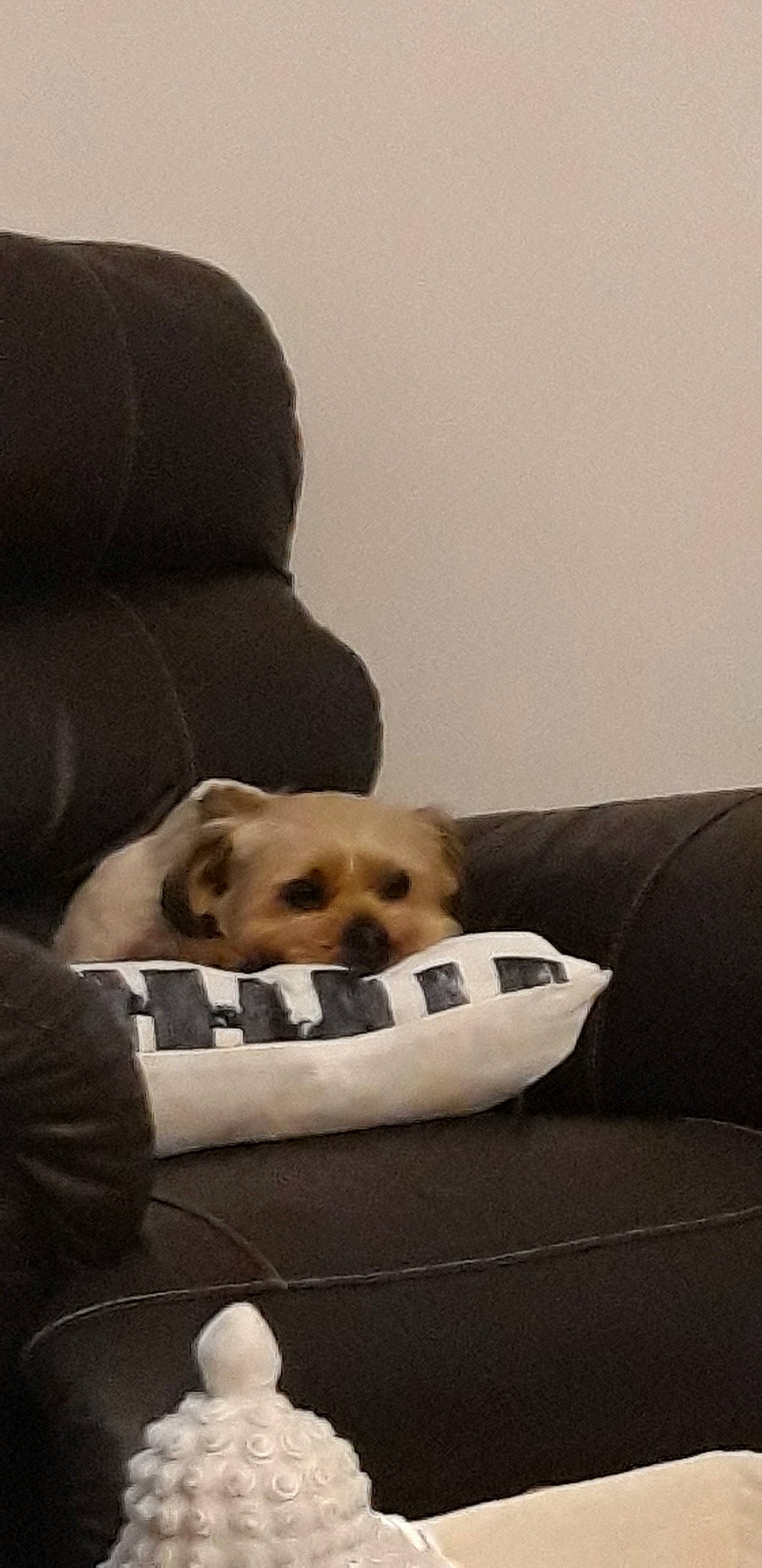 Snoopyi a rejoint le concours — aidez-le/la à gagner de superbes lots ! canidae, carnivore, comfort, companion_dog, couch, dog, dog_breed, fawn, furniture, nap, non_sporting_group, paw, pug, puppy, puppy_love, sporting_group, toy_dog