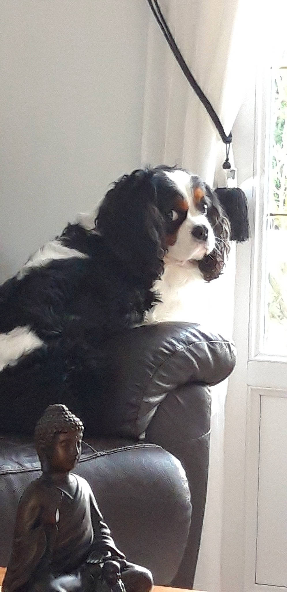 Igor a rejoint le concours — aidez-le/la à gagner de superbes lots ! bernese_mountain_dog, canidae, carnivore, cavalier_king_charles_spaniel, companion_dog, dog, dog_breed, king_charles_spaniel, snout, spaniel, sporting_group