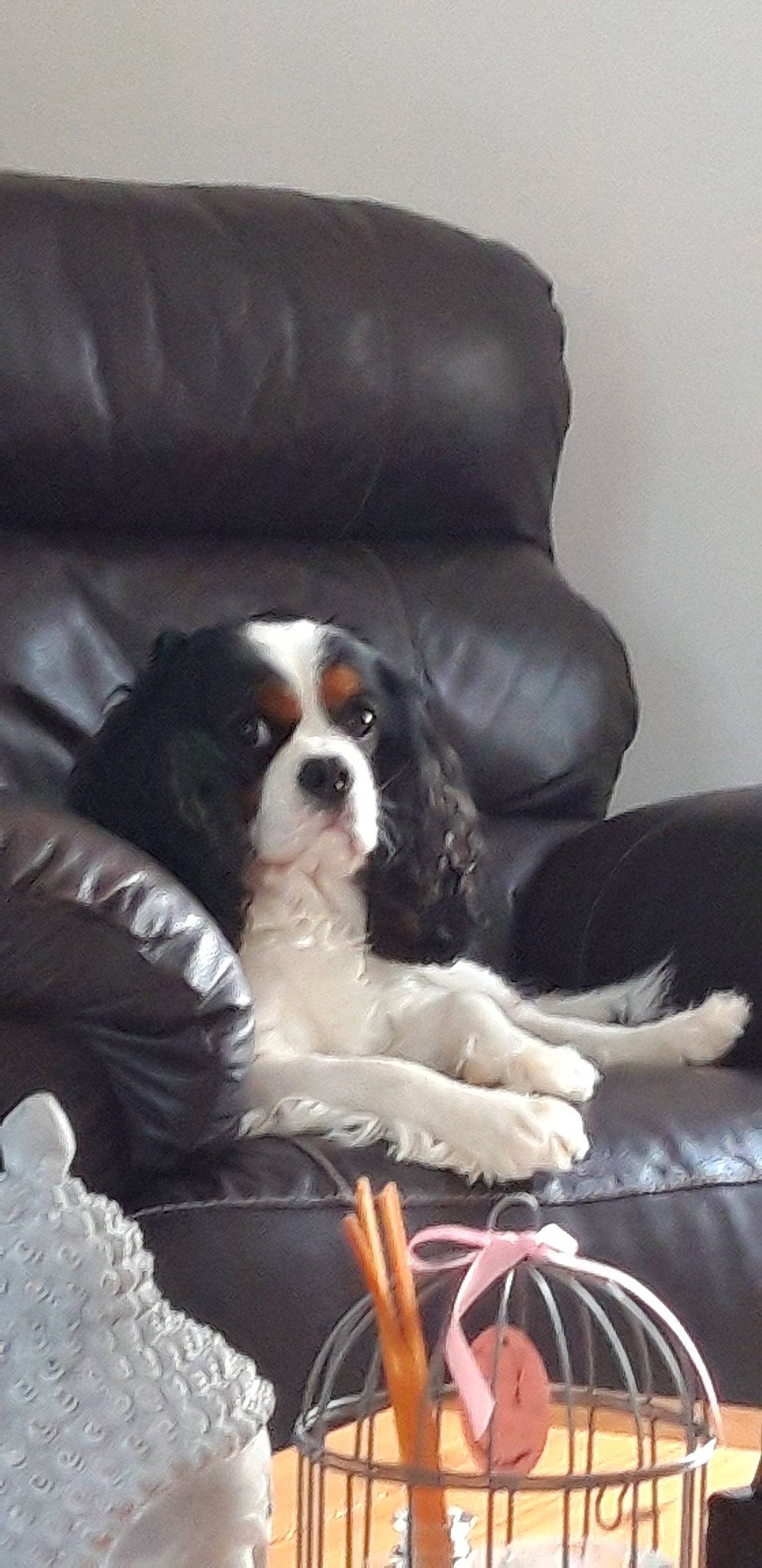 Igor participe au concours pour gagner de l'argent avec cette photo : canidae, carnivore, cavalier_king_charles_spaniel, companion_dog, dog, dog_breed, king_charles_spaniel, mammal, phalene, puppy, snout, spaniel, sporting_group, toy_dog, vertebrate