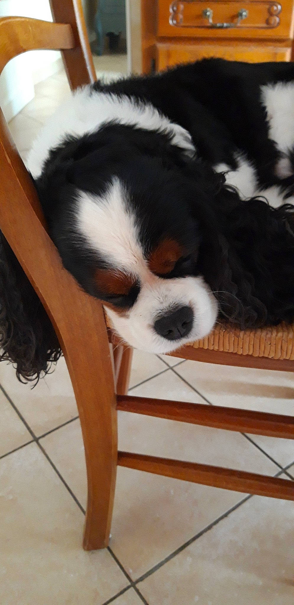 Igor participe au concours pour gagner de l'argent avec cette photo : bernese_mountain_dog, canidae, carnivore, cavalier_king_charles_spaniel, companion_dog, dog, dog_breed, king_charles_spaniel, mammal, phalene, puppy, snout, spaniel, sporting_group, toy_dog, vertebrate