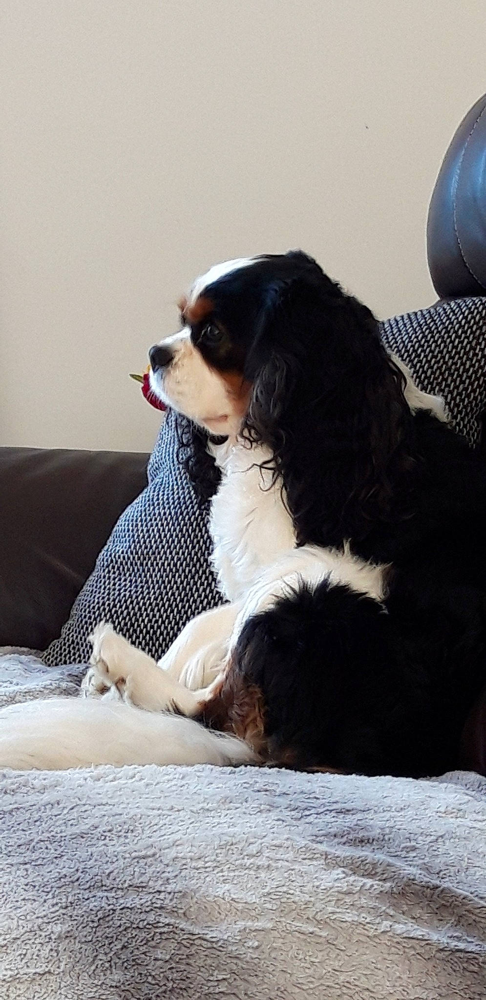 Igor participe au concours pour gagner de l'argent avec cette photo : bernese_mountain_dog, canidae, carnivore, cavalier_king_charles_spaniel, companion_dog, dog, dog_breed, king_charles_spaniel, mammal, puppy, snout, spaniel, sporting_group, toy_dog, vertebrate
