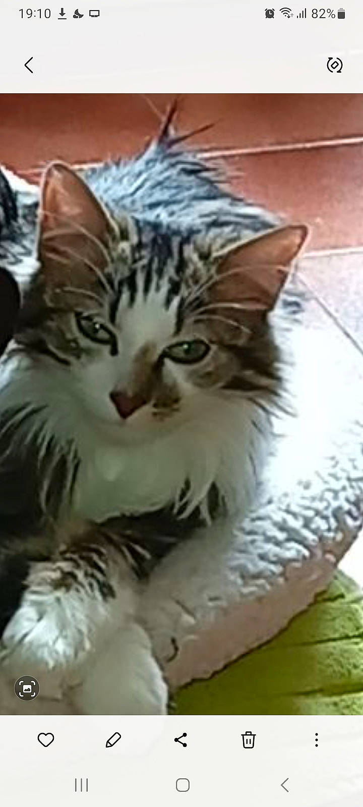 Taz participe au concours pour gagner de l'argent avec cette photo : carnivore, cat, domestic_short_haired_cat, felidae, fur, paw, small_to_medium_sized_cats, snout, terrestrial_animal, tree, whiskers