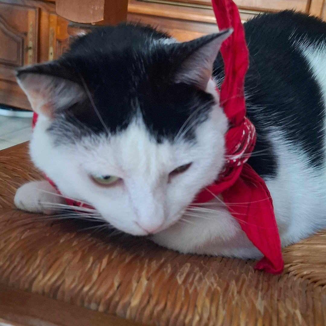 Marcus participe au concours pour gagner de l'argent avec cette photo : animal, bandana, black_and_white, cat, chair, close_up, cute, domestic, ears, floor_tiles, fur, furniture, indoor, pet, red, relaxed, resting, whiskers, wood, woven_chair
