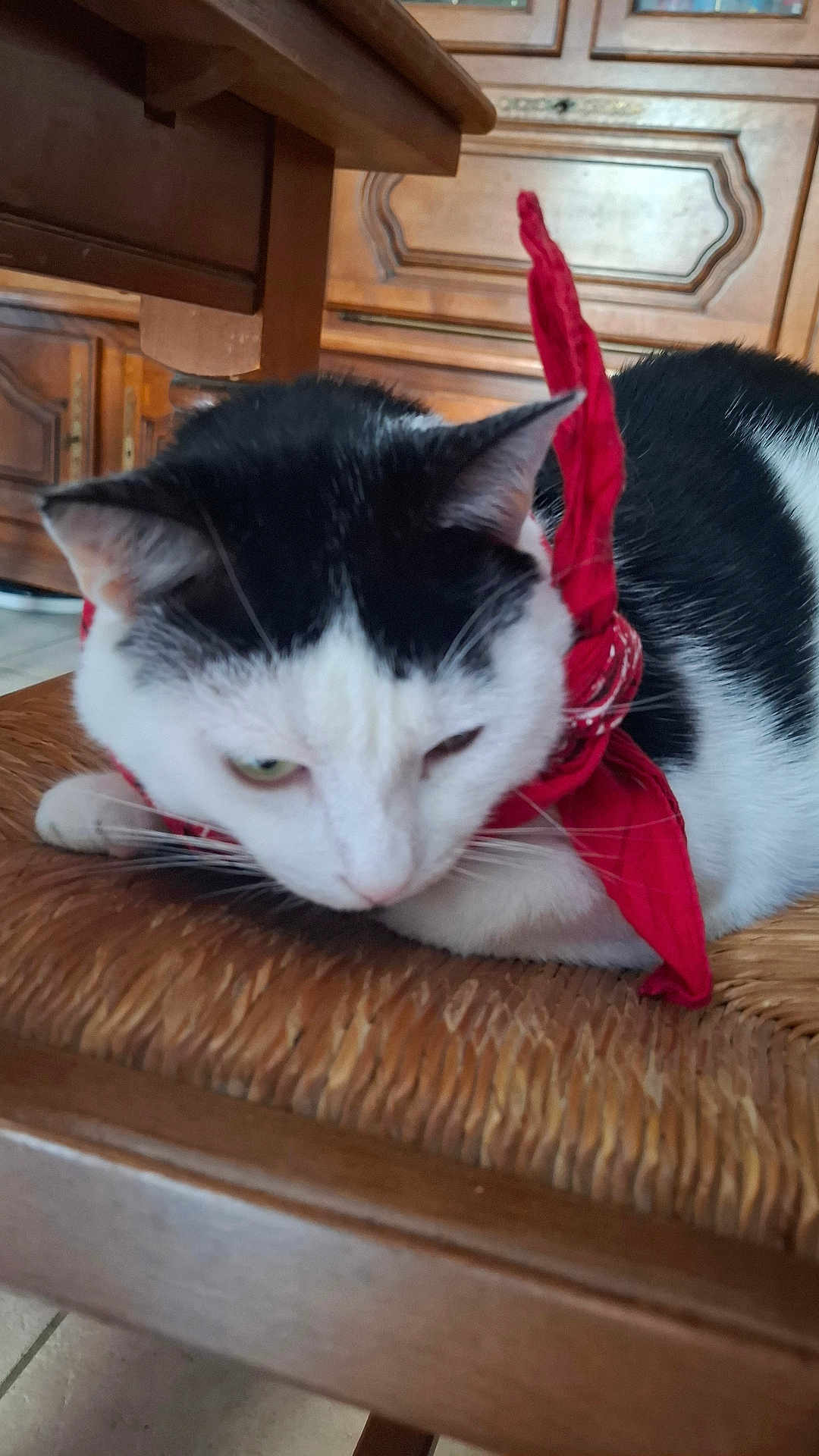 Marcus participe au concours pour gagner de l'argent avec cette photo : cat, black_and_white, bandana, red, chair, woven_chair, indoor, furniture, wood, pet, animal, resting, close_up, floor_tiles, domestic, cute, whiskers, ears, fur, relaxed