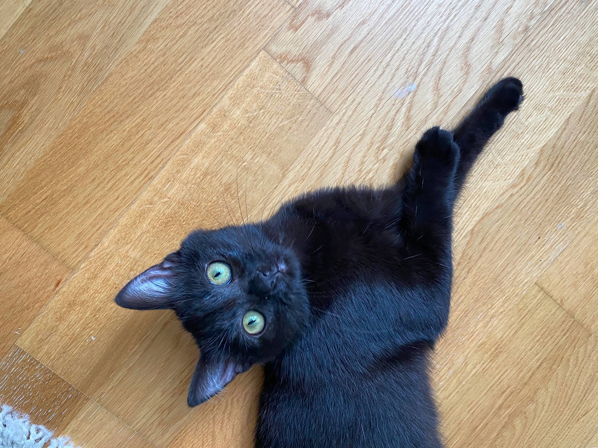 Sissy participe au concours pour gagner de l'argent avec cette photo : black_cat, bombay, carnivore, cat, claw, dog_breed, domestic_short_haired_cat, electric_blue, felidae, flooring, fur, grey, hardwood, paw, small_to_medium_sized_cats, tail, whiskers, wood, wood_flooring, wood_stain