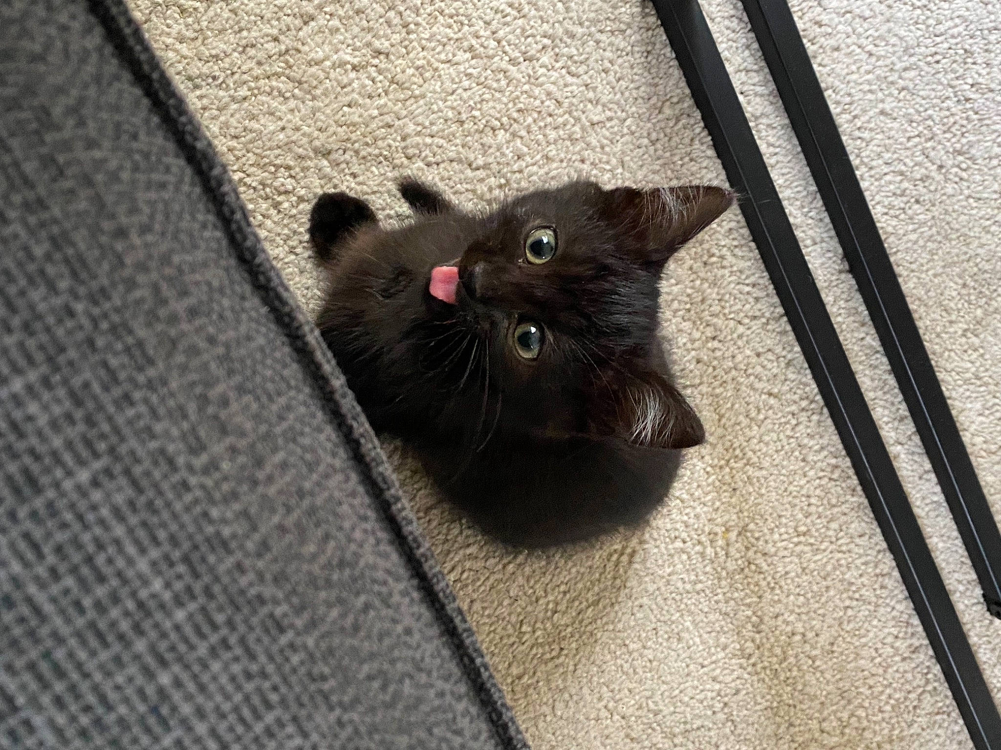 Sissy participe au concours pour gagner de l'argent avec cette photo : black_cat, bombay, carnivore, cat, claw, domestic_short_haired_cat, felidae, flooring, fur, grey, pattern, paw, road_surface, small_to_medium_sized_cats, snout, tail, terrestrial_animal, whiskers, window, wood