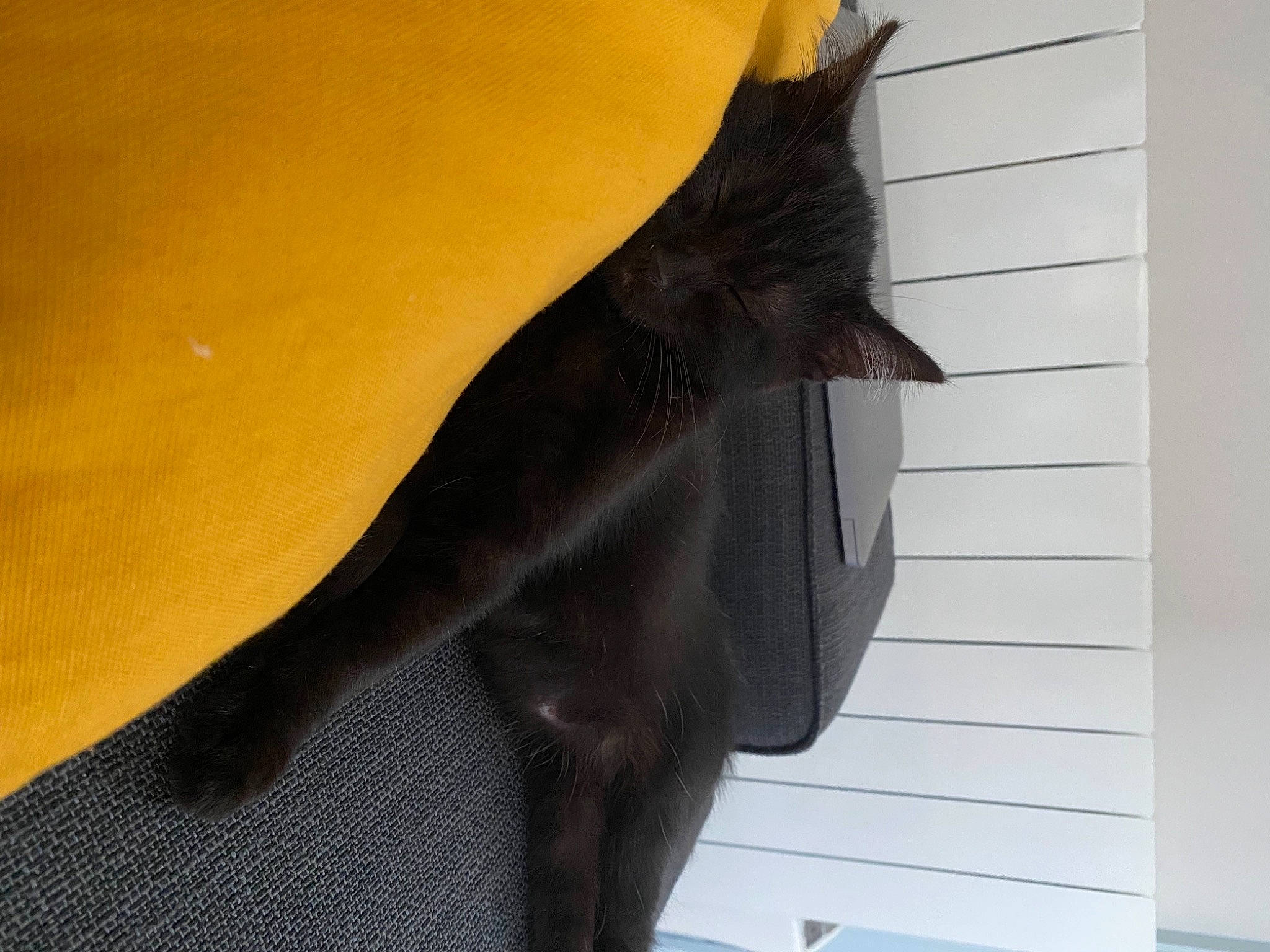 Sissy participe au concours pour gagner de l'argent avec cette photo : abdomen, bat, blazer, dress, fashion_accessory, feather, fur, grey, human_leg, jacket, knee, leather, leather_jacket, neck, outerwear, sleeve, thigh, trunk, waist, wood