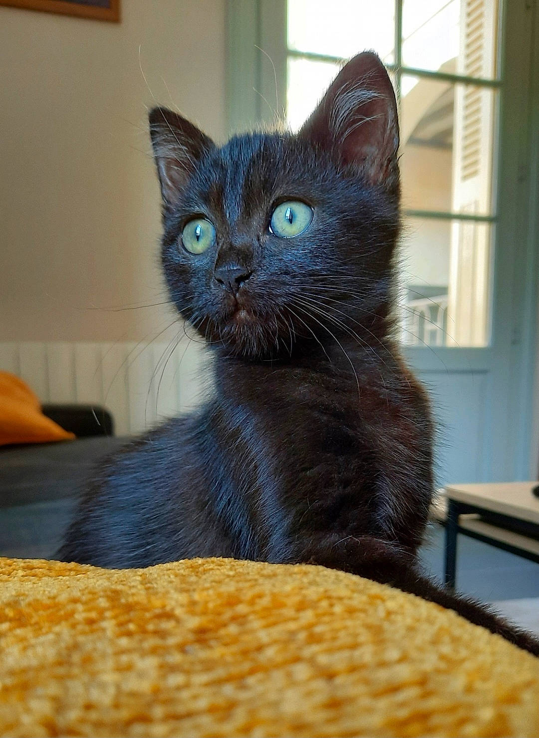 Sissy participe au concours pour gagner de l'argent avec cette photo : carnivore, cat, cat_furniture, cat_supply, claw, comfort, domestic_short_haired_cat, felidae, fur, grey, pet_supply, small_to_medium_sized_cats, snout, table, tail, terrestrial_animal, whiskers, window