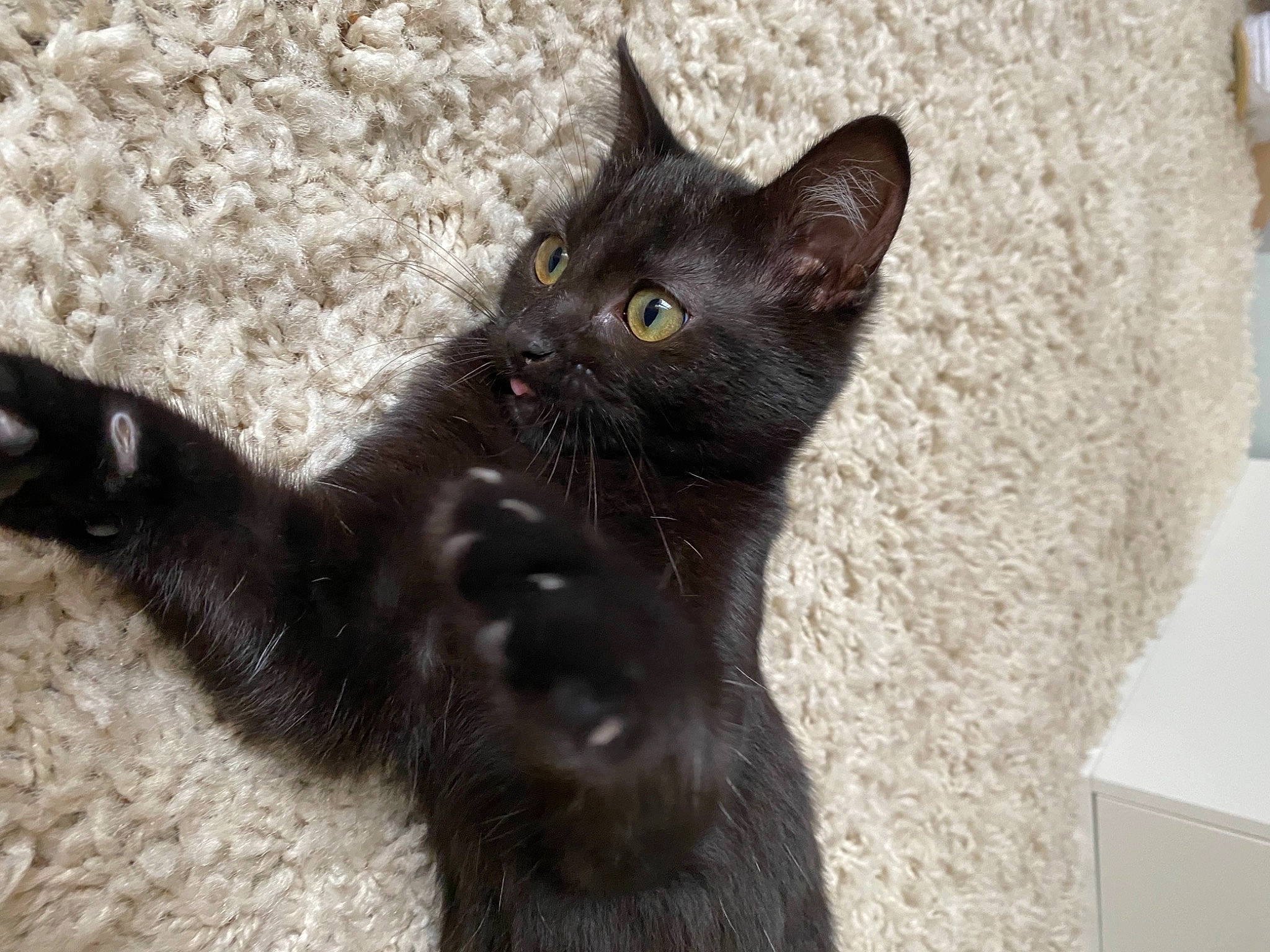 Sissy participe au concours pour gagner de l'argent avec cette photo : black_cat, bombay, carnivore, cat, claw, domestic_short_haired_cat, felidae, fur, grey, paw, small_to_medium_sized_cats, snout, tail, terrestrial_animal, whiskers