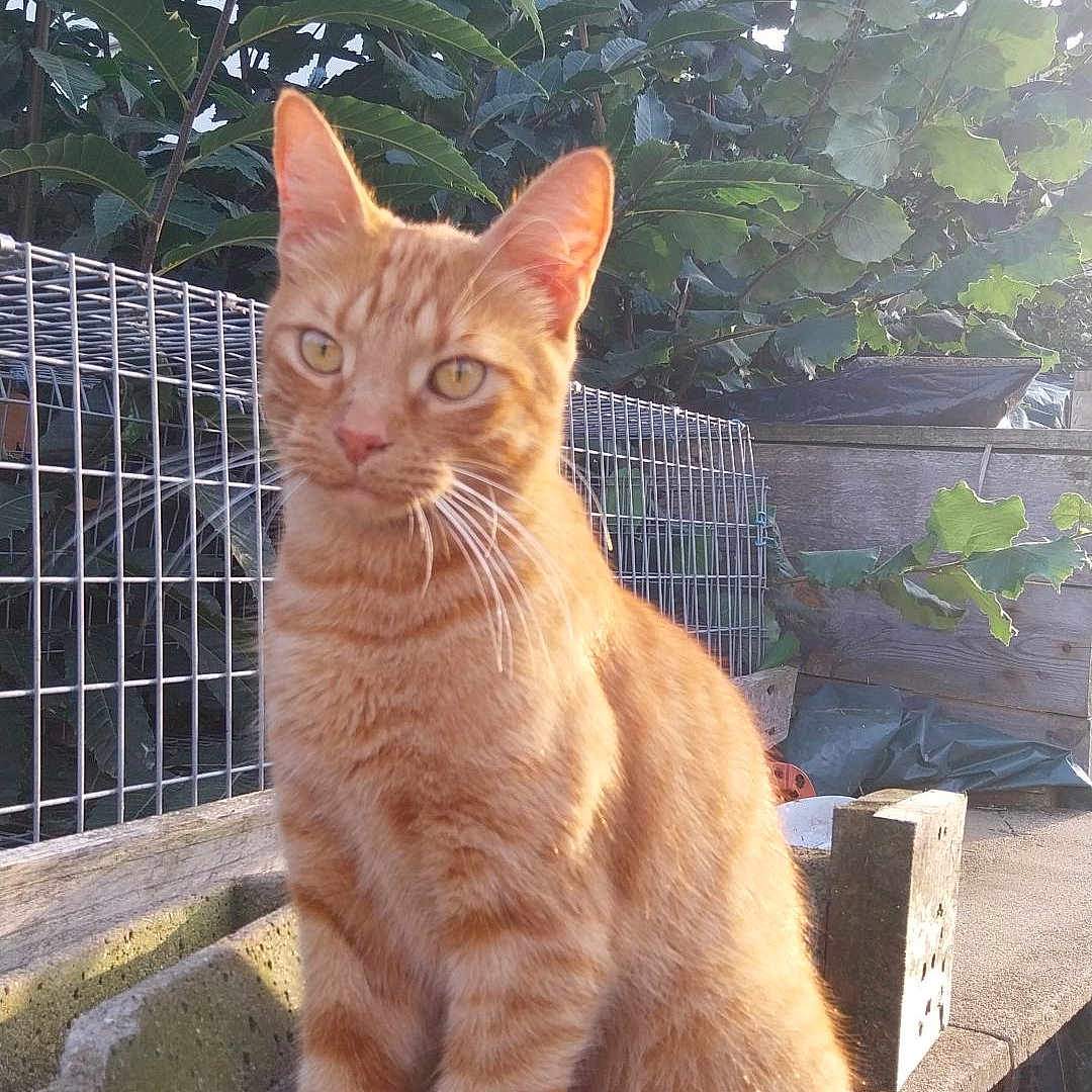 Simba a rejoint le concours — aidez-le/la à gagner de superbes lots ! abyssinian, animal, backyard, cat, herbal, herbs, jar, leaf, manx, nature, outdoors, pet, plant, planter, pottedplant, pottery, tree, vase, vegetation, yard