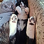 cat, black_and_white_cat, paws, paw_pads, relaxed, lying_down, indoor, blanket, cushion, patterned, sunlight, cozy, pet, feline, fur, whiskers, close_up, resting, cute, animal