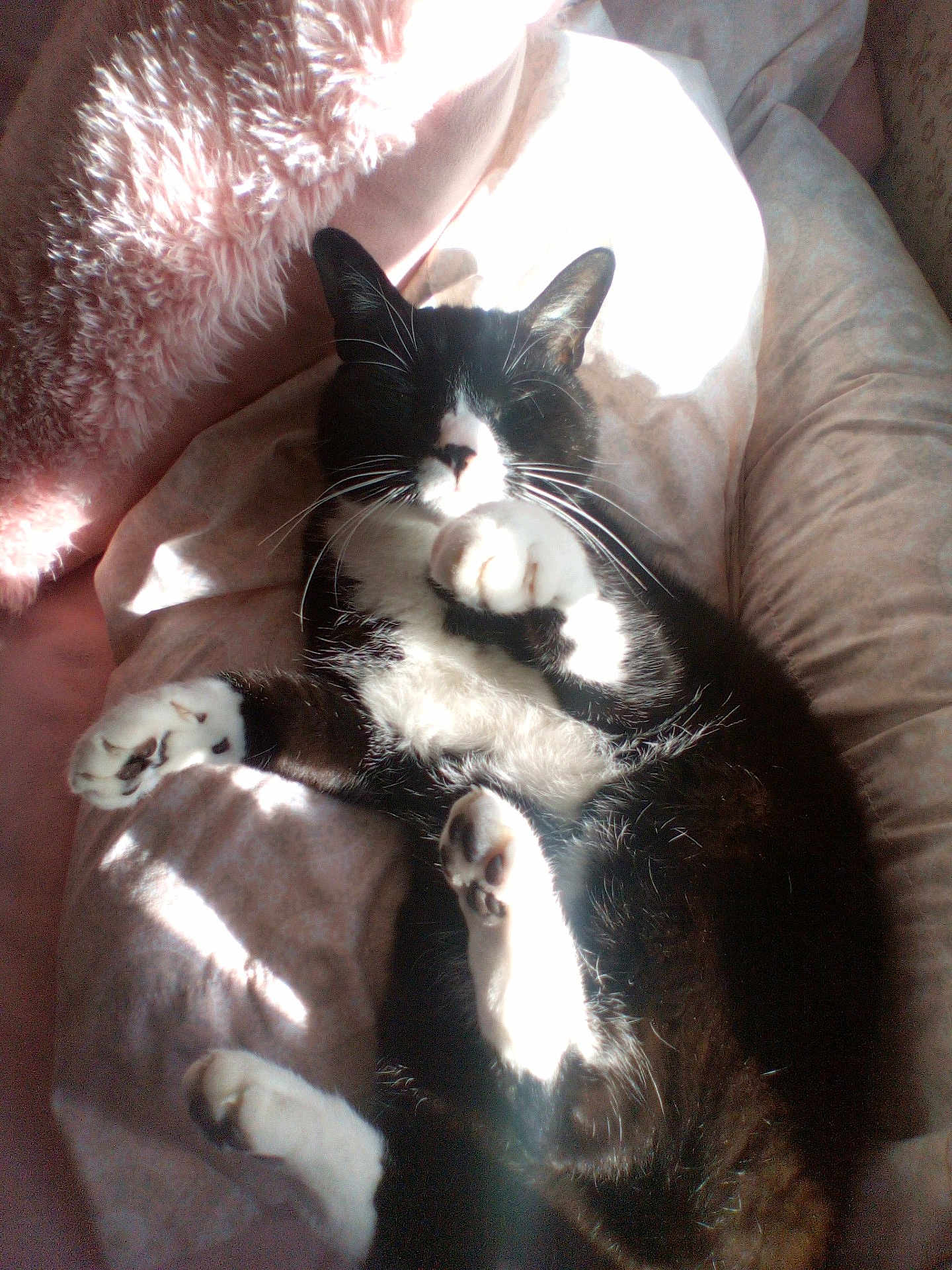 Baby