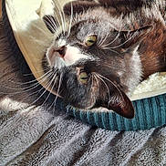 Baby is registered to the contest to win money with this photo: cat, pet_bed, whiskers, black_and_white, close_up, relaxed, sunlight, green_eyes, cozy, indoor, feline, fur, animal, bed, soft, texture, resting, comfort, nap, blanket
