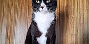 Baby is registered to the contest to win money with this photo: cat, tuxedo_cat, pet, feline, indoor, cat_perch, wood_paneling, black_and_white, sitting, fur, whiskers, animal, portrait, close_up, domestic_cat, cute, face, eyes, paws, resting