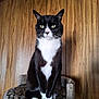 cat, tuxedo_cat, pet, feline, indoor, cat_perch, wood_paneling, black_and_white, sitting, fur, whiskers, animal, portrait, close_up, domestic_cat, cute, face, eyes, paws, resting
