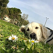 Laska a rejoint le concours — aidez-le/la à gagner de superbes lots ! animal, calm, canine, collar, daisy, daylight, dog, field, flower, golden_retriever, grass, greenery, leisure, nature, outdoor, park, pet, resting, sky, tree