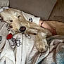 dog, sleeping, blanket, couch, cozy, fur, resting, arm, human, comfort, indoor, relaxation, pet, snuggling, warm, soft, paw, animal, companion, home