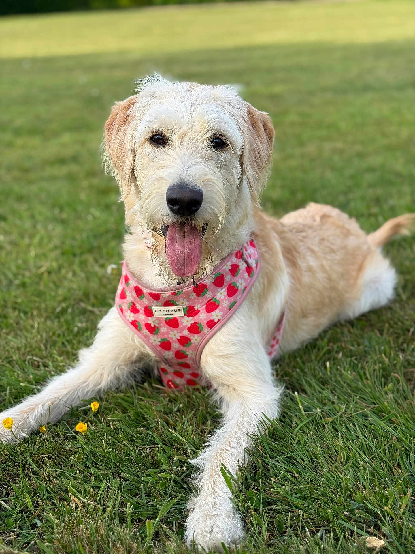 Winnie joined the competition — help win amazing prizes! dog, canine, pet, grass, outdoor, animal, mammal, tongue_out, harness, pink, strawberry_pattern, cute, happy, fluffy, laying_down, nature, summer, greenery, playful, friendly