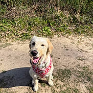 Winnie joined the competition — help win amazing prizes! dog, canine, pet, outdoor, sunlight, harness, happy, panting, grass, dirt, nature, animal, mammal, sitting, cute, friendly, playful, summer, daytime, closeup