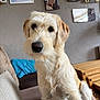 Winnie is registered to the contest to win money with this photo: dog, canine, pet, indoor, couch, furniture, wall, photograph, portrait, brown, beige, fluffy, cute, animal, living_room, home, cozy, sitting, closeup, friendly