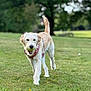 Winnie joined the competition — help win amazing prizes! dog, animal, grass, outdoor, pet, playing, tennis_ball, harness, canine, nature, greenery, happy, walking, park, summer, daylight, mammal, fur, tail, cute