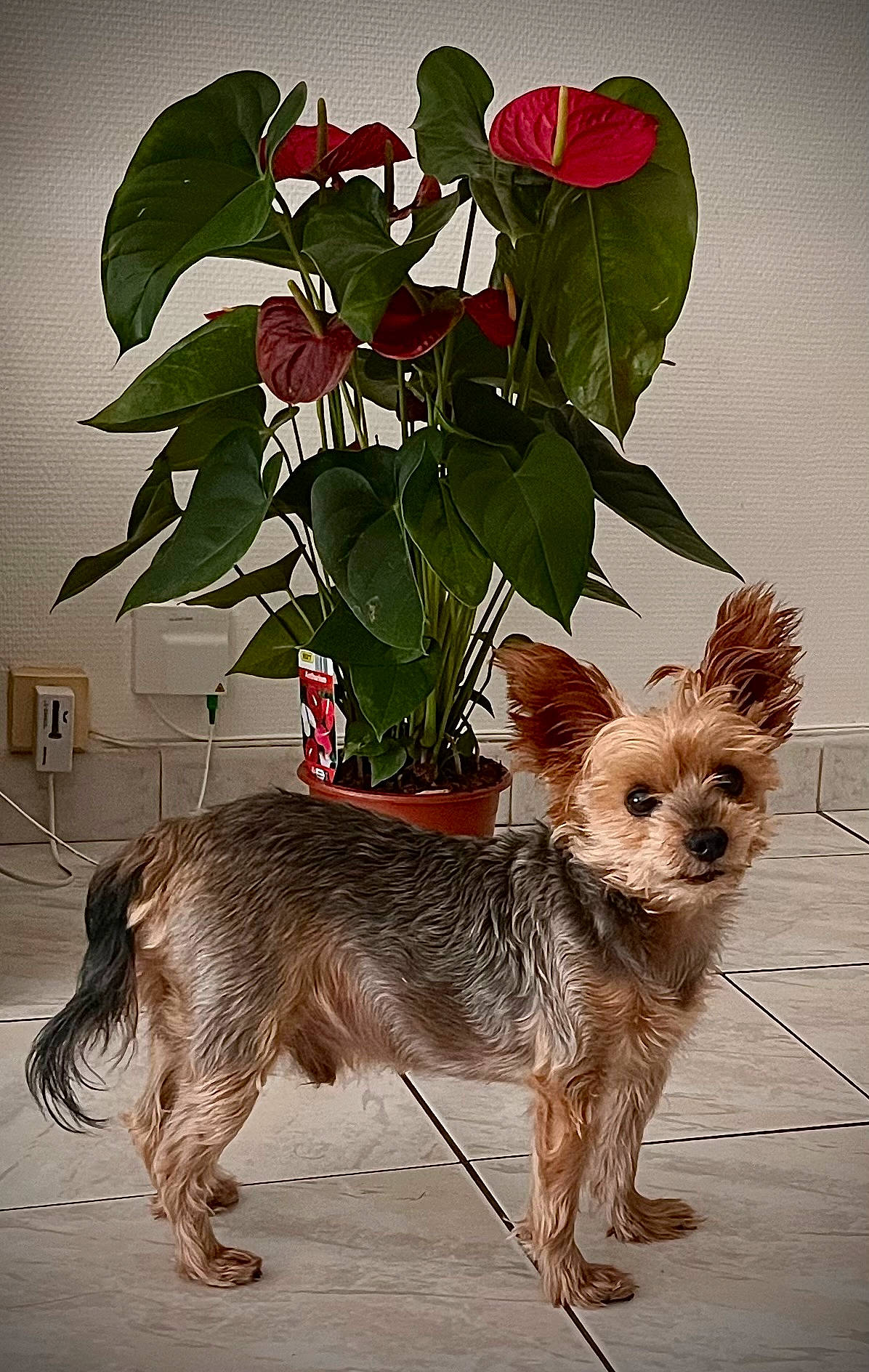 Tintin participe au concours pour gagner de l'argent avec cette photo : canidae, carnivore, companion_dog, dog, dog_breed, dog_supply, fawn, flowerpot, houseplant, liver, petal, plant, small_terrier, snout, sporting_group, tail, terrestrial_animal, terrier, working_animal, yorkshire_terrier