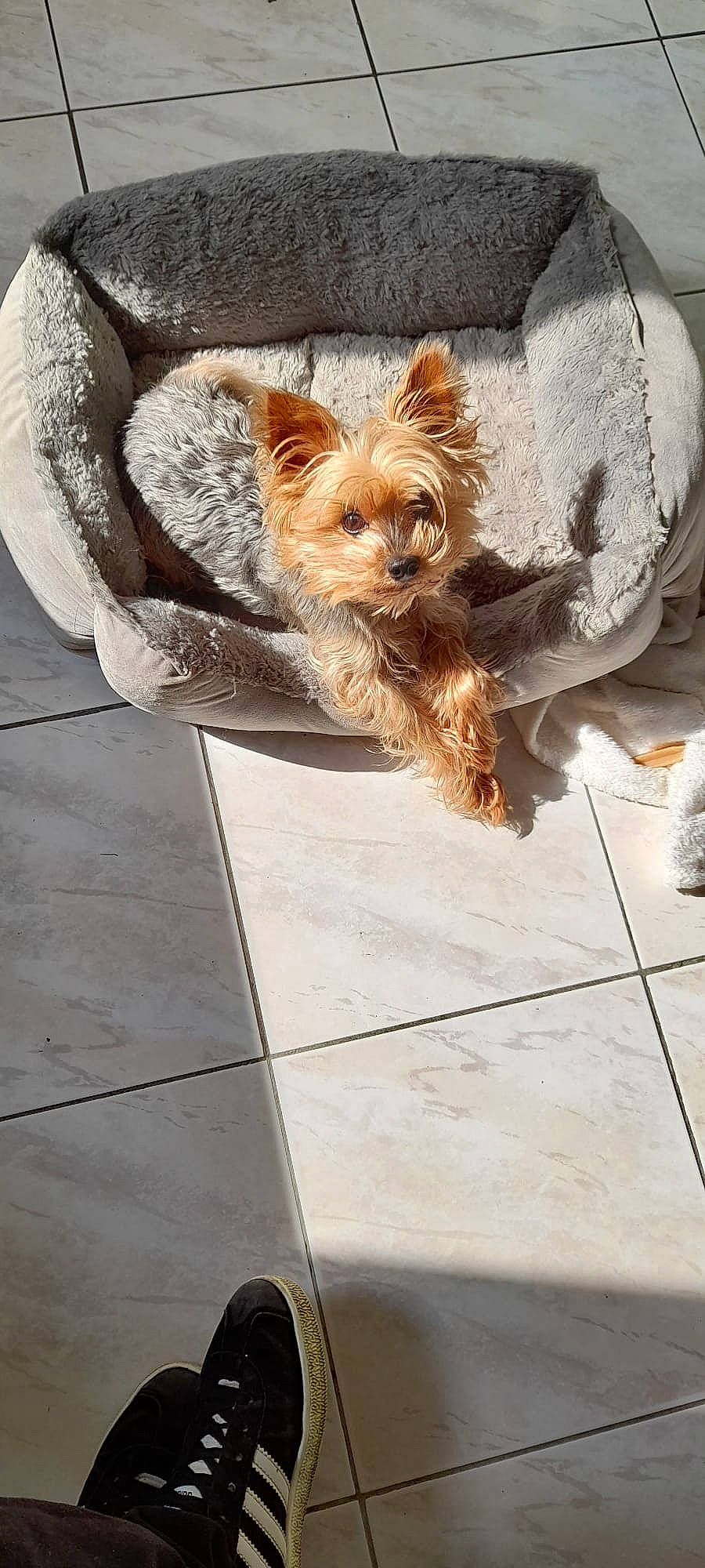 Tintin participe au concours pour gagner de l'argent avec cette photo : carnivore, collar, companion_dog, dog, dog_breed, dog_supply, fashion_accessory, fawn, flooring, fur, leash, liver, road_surface, small_terrier, snout, tail, terrier, toy_dog, whiskers, working_animal