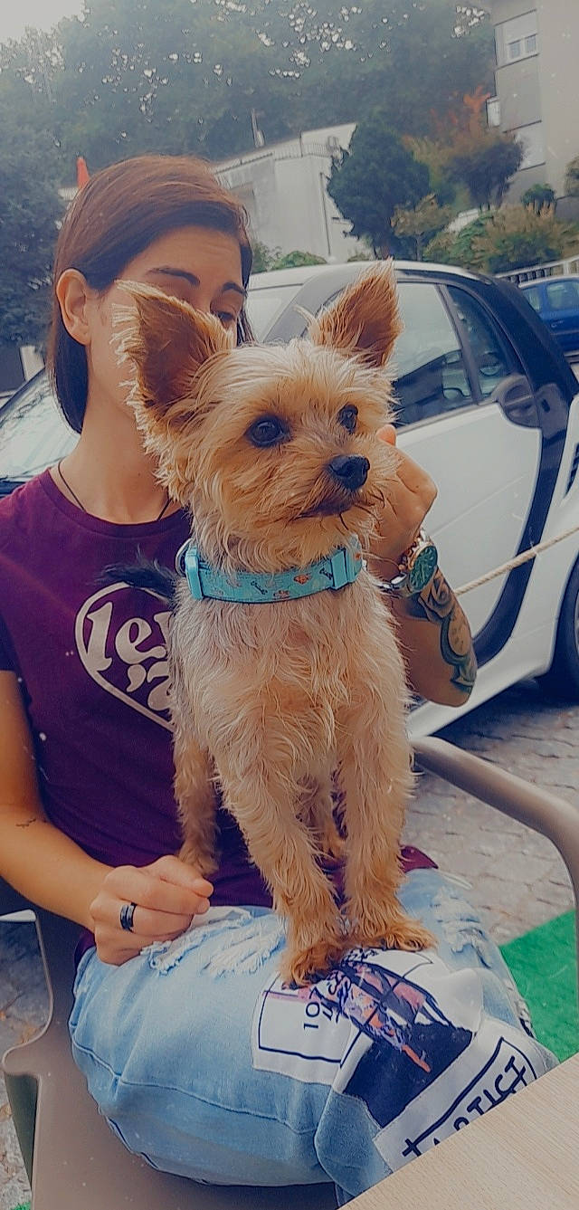 Tintin participe au concours pour gagner de l'argent avec cette photo : canidae, car, carnivore, collar, companion_dog, dog, dog_breed, dog_supply, fashion_accessory, fawn, hat, small_terrier, snout, terrier, tire, toy_dog, vehicle, watch, wheel, working_animal