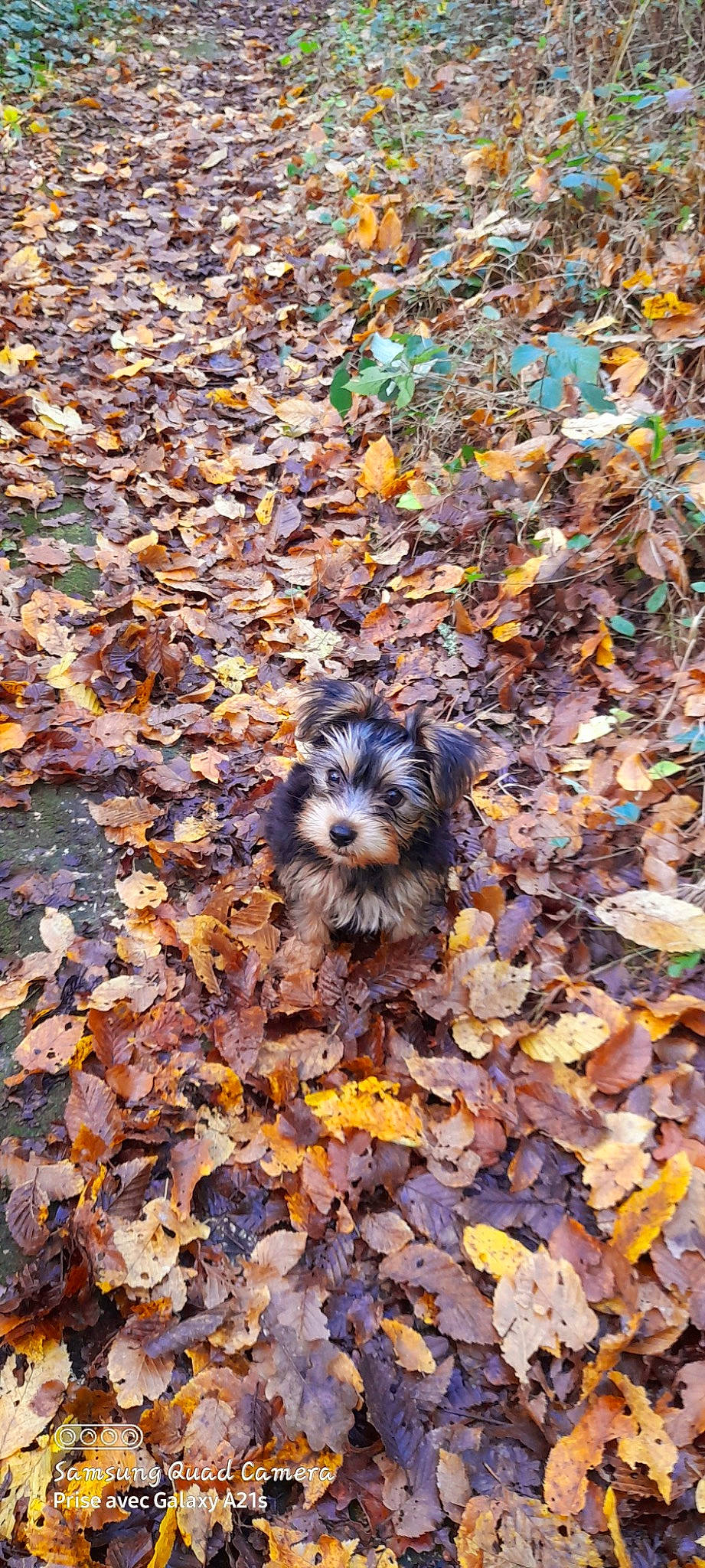 Milou participe au concours pour gagner de l'argent avec cette photo : asphalt, autumn, canidae, carnivore, companion_dog, deciduous, dog, dog_breed, fawn, grass, groundcover, plant, road_surface, snout, soil, sporting_group, terrestrial_animal, toy_dog, tree, wood