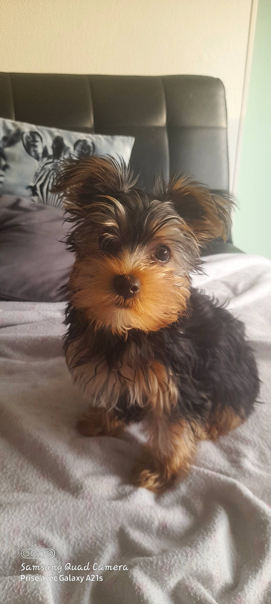 Milou participe au concours pour gagner de l'argent avec cette photo : biewer_terrier, canidae, carnivore, companion_dog, dog, dog_breed, dog_supply, fawn, fur, liver, maltepoo, small_terrier, snout, sporting_group, terrestrial_animal, terrier, toy_dog, working_animal, yorkipoo, yorkshire_terrier