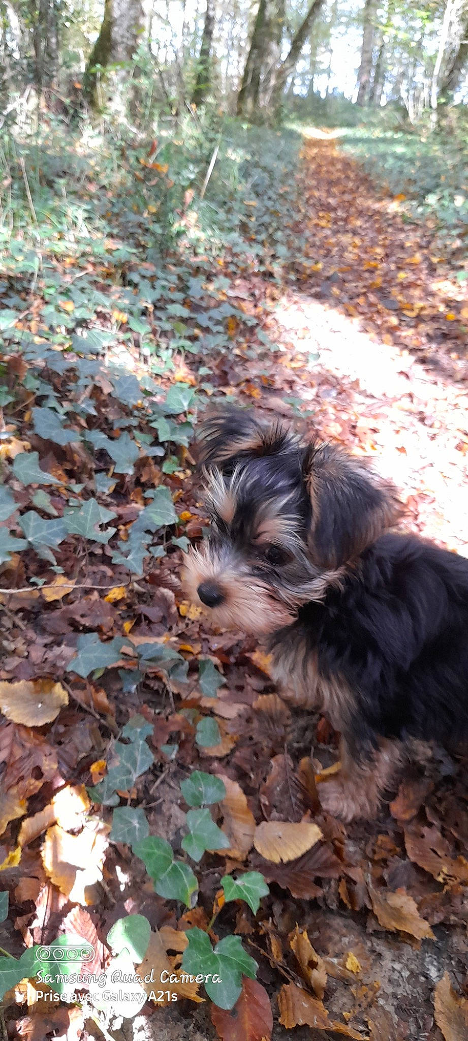 Milou participe au concours pour gagner de l'argent avec cette photo : carnivore, companion_dog, dog, dog_breed, grass, groundcover, liver, plant, rock, small_terrier, soil, sporting_group, terrestrial_animal, terrier, toy_dog, tree, water_dog, wood, working_animal, yorkipoo