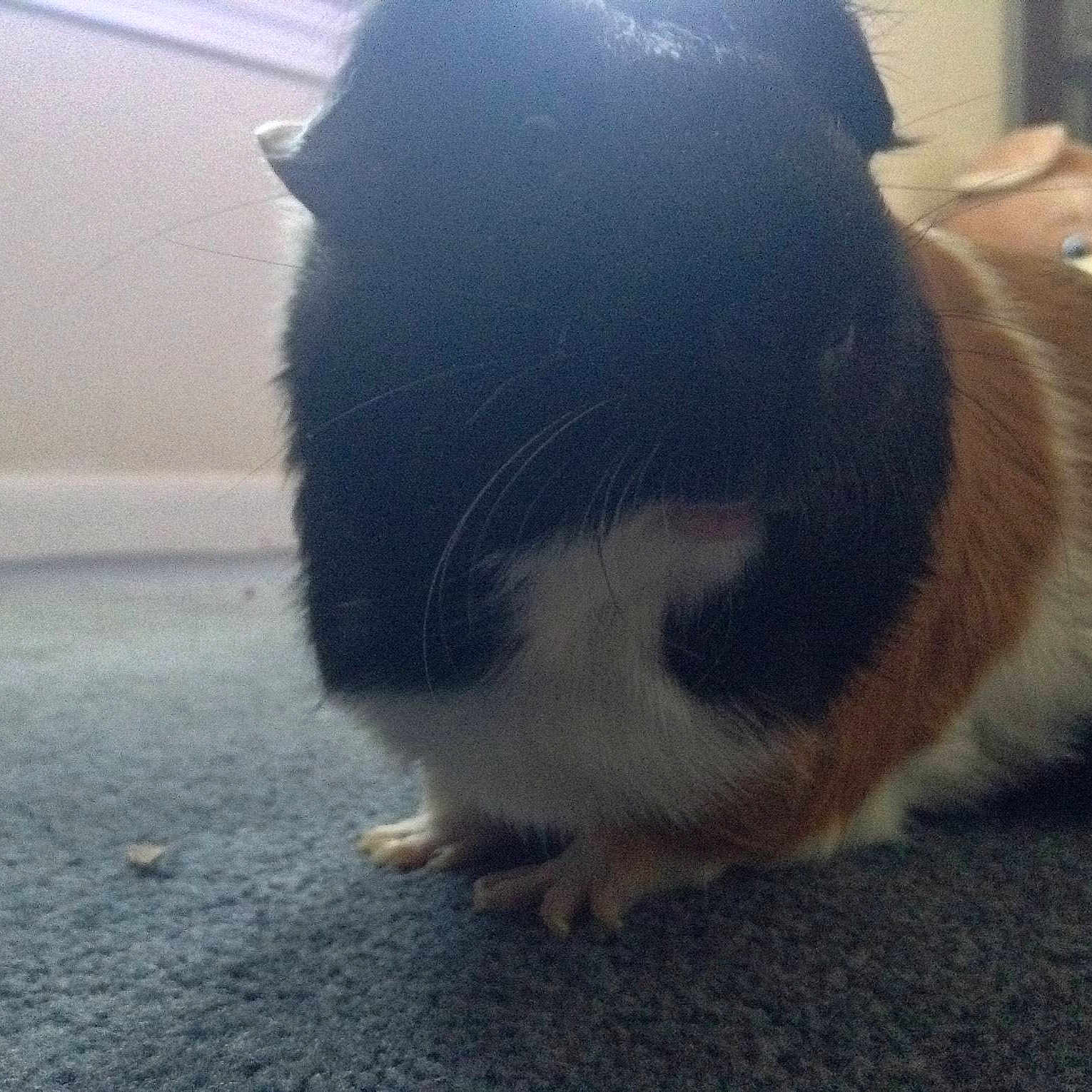 Chubbs