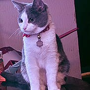 Ghost is registered to the contest to win money with this photo: animal, bell, cat, collar, curious, decorative_items, ears, face, feline, glass_top, gray_and_white, indoor, pet, reflection, shelf, sitting, table, tag, whiskers, wooden_table