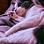 Ghost is registered to the contest to win money with this photo: animal, blanket, cat, closeup, companion, cozy, cute, domestic, feline, fur, gray, indoor, paw, pet, relaxed, resting, sleepy, soft, whiskers, white