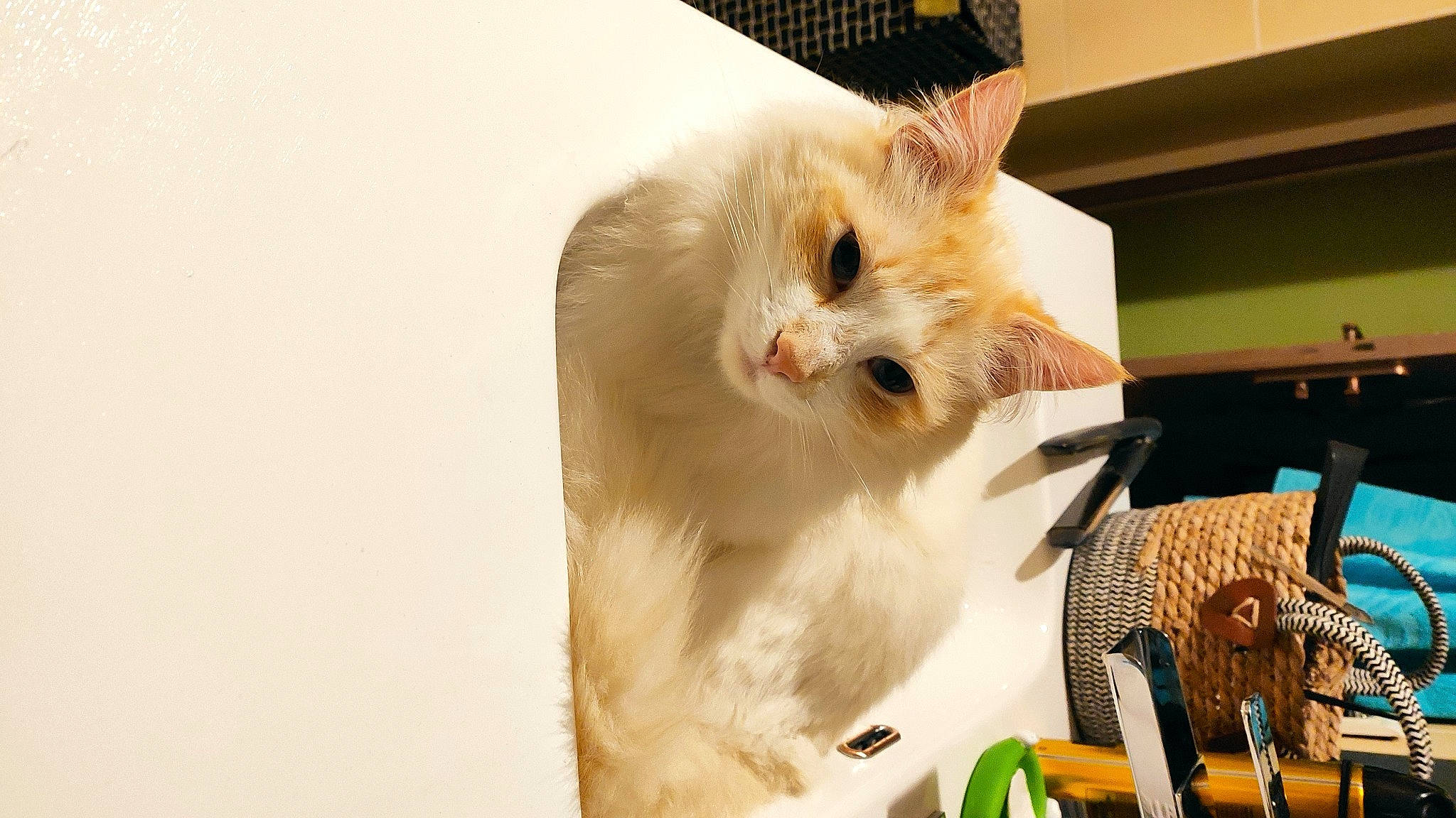 Diego participe au concours pour gagner de l'argent avec cette photo : box, carnivore, cat, domestic_short_haired_cat, fawn, felidae, fur, microphone, refrigerator, small_to_medium_sized_cats, tail, whiskers