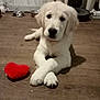 puppy, dog, golden_retriever, indoor, wooden_floor, toy, heart_shaped_toy, pet_bowls, curtains, crossed_paws, cute, young_dog, animal, pet, domestic, flooring, resting, looking_at_camera, cozy, home