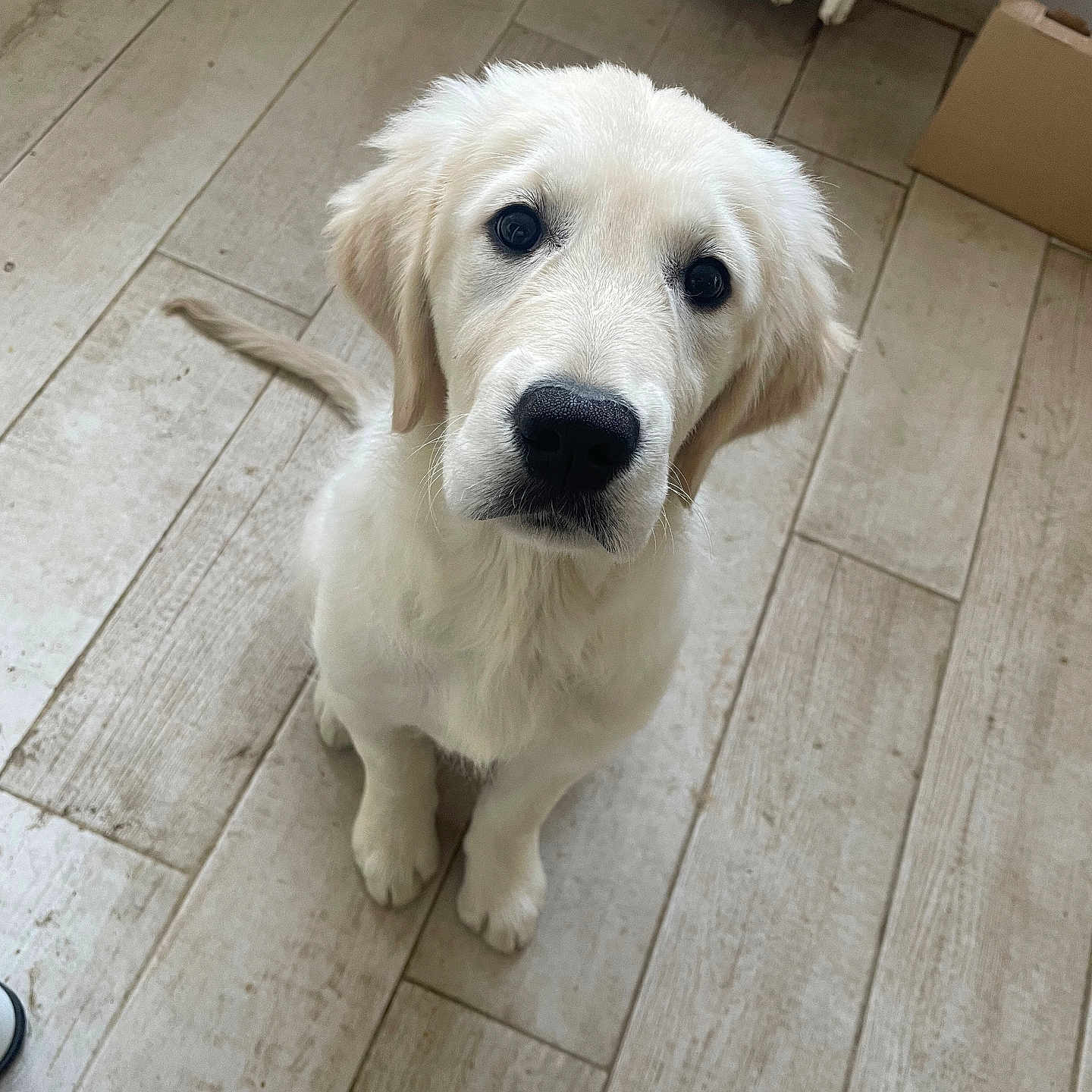 Aïka participe au concours pour gagner de l'argent avec cette photo : animal, cardboard_box, cute, dog, ears, expression, floor, fluffy, household, indoor, looking_up, nose, pet, puppy, radiator, sitting, tail, tile_floor, white_dog, young_dog