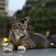Lilo joined the competition — help win amazing prizes! cat, animal, pet, feline, relaxed, lying_down, outdoor, urban, blurred_background, whiskers, ears, focused_gaze, paws, fur, tabby, nature, daylight, closeup, mammal, domestic_animal