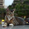 cat, animal, pet, feline, relaxed, lying_down, outdoor, urban, blurred_background, whiskers, ears, focused_gaze, paws, fur, tabby, nature, daylight, closeup, mammal, domestic_animal
