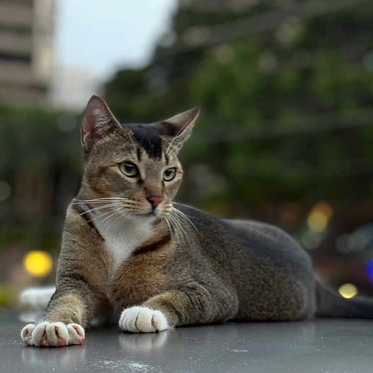 Lilo joined the competition — help win amazing prizes! cat, animal, pet, feline, relaxed, lying_down, outdoor, urban, blurred_background, whiskers, ears, focused_gaze, paws, fur, tabby, nature, daylight, closeup, mammal, domestic_animal