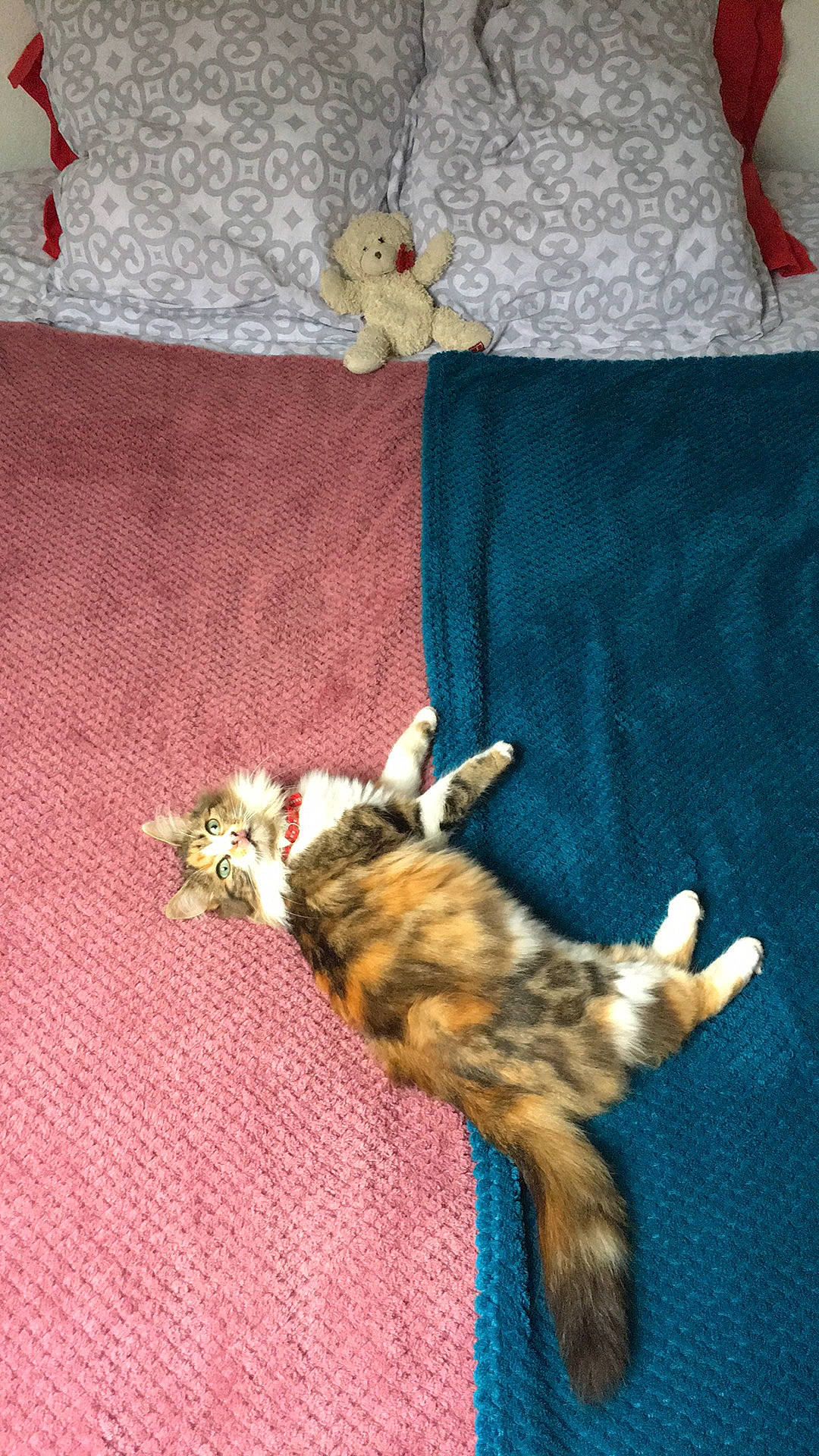 Olga participe au concours pour gagner de l'argent avec cette photo : carnivore, cat, claw, european_shorthair, fawn, felidae, fur, kitten, small_to_medium_sized_cats, tabby_cat, tail, textile