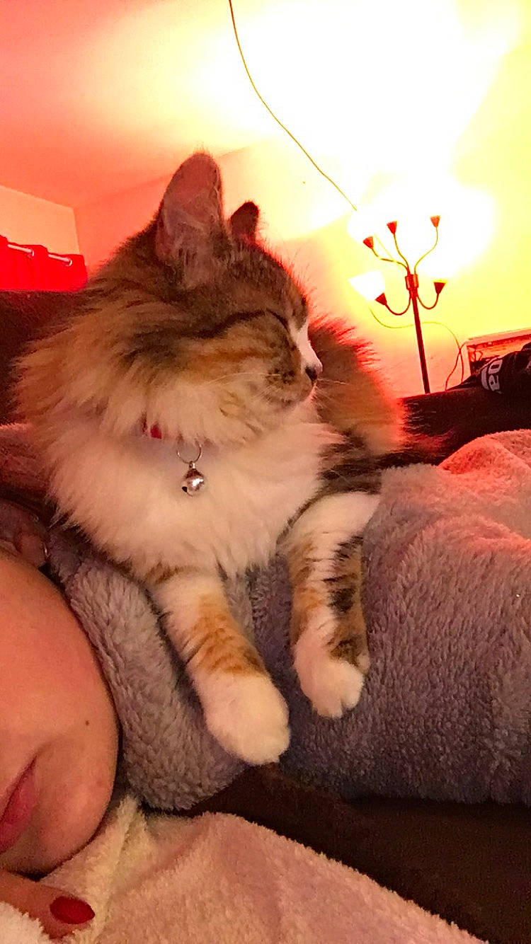 Olga participe au concours pour gagner de l'argent avec cette photo : american_curl, carnivore, cat, domestic_long_haired_cat, ear, eye, fawn, felidae, fur, kitten, maine_coon, norwegian_forest_cat, paw, ragamuffin, sitting, skin, small_to_medium_sized_cats, whiskers