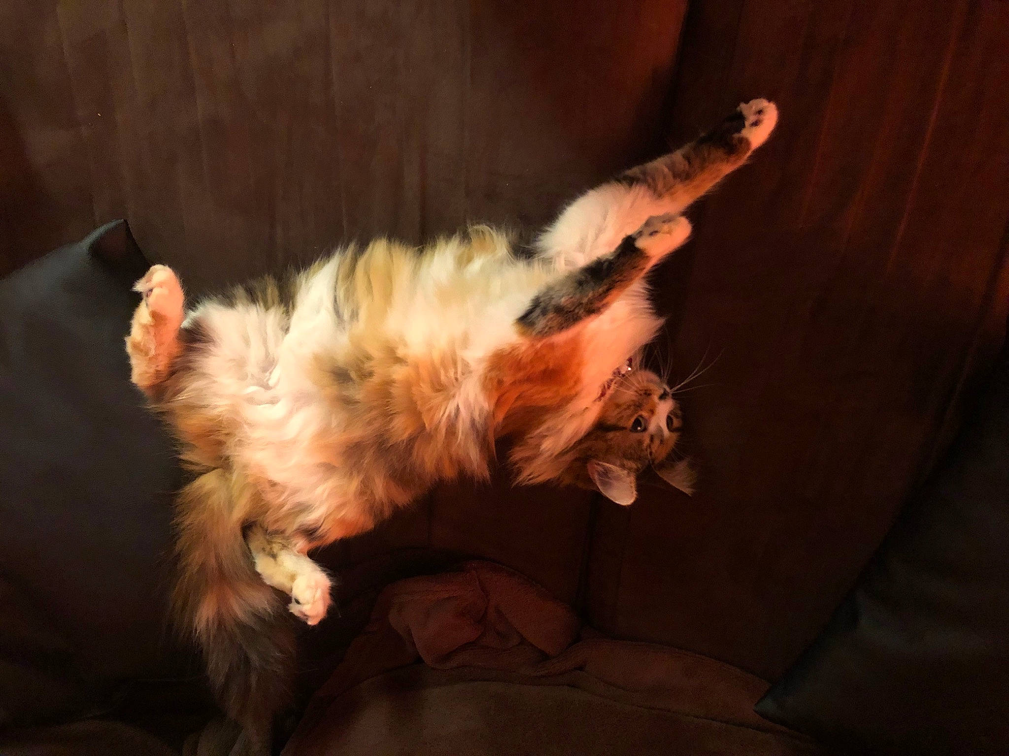 Olga participe au concours pour gagner de l'argent avec cette photo : cairn_terrier, canidae, carnivore, dog, dog_breed, fur, lhasa_apso, puppy, sporting_group, tail, yorkshire_terrier