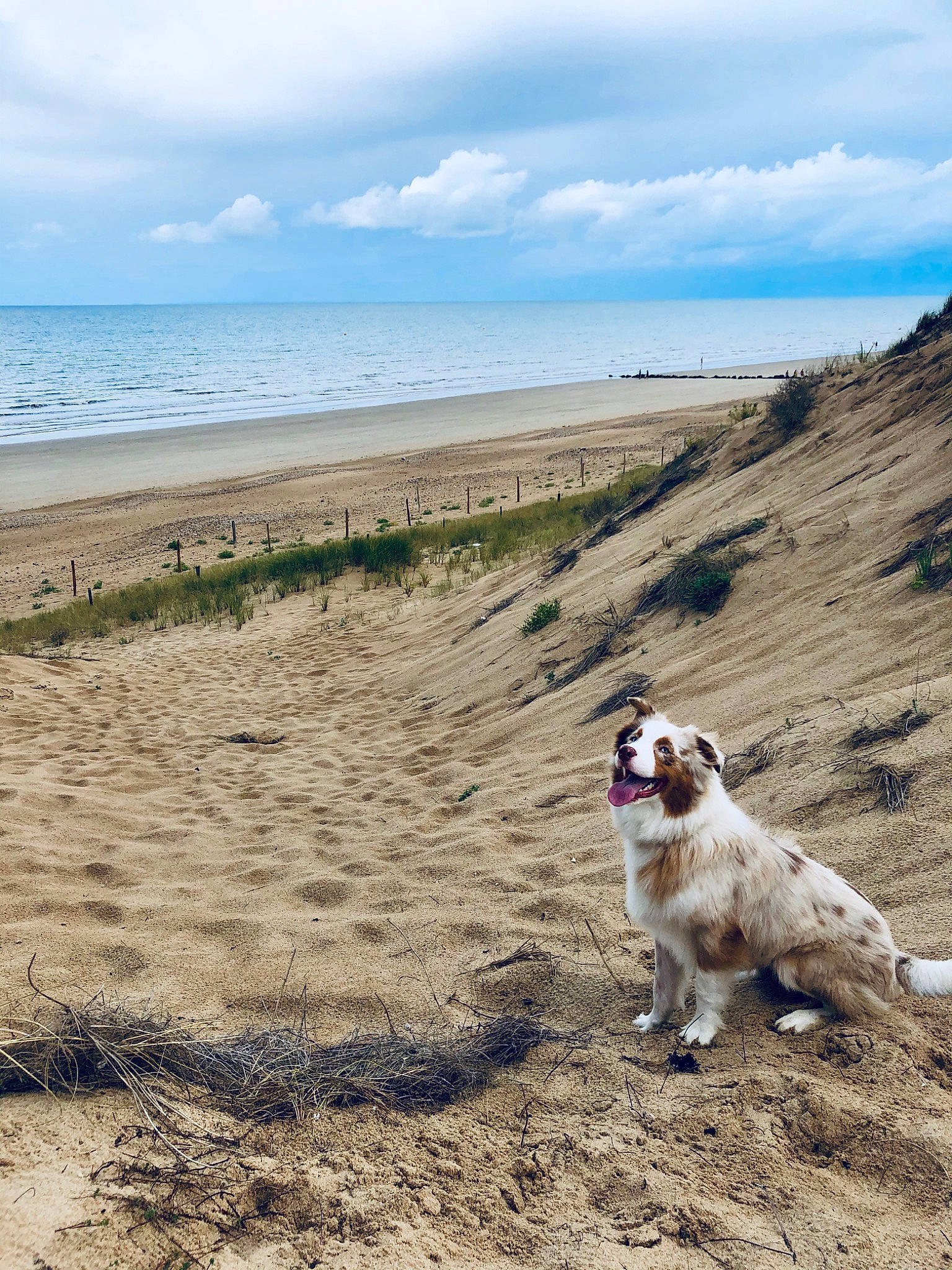 Paquito a rejoint le concours — aidez-le/la à gagner de superbes lots ! australian_shepherd, bay, beach, canidae, carnivore, coast, coastal_and_oceanic_landforms, dog, dog_breed, dog_walking, herding_dog, ocean, sand, sea, shore, sky, sporting_group, summer, vacation, wave