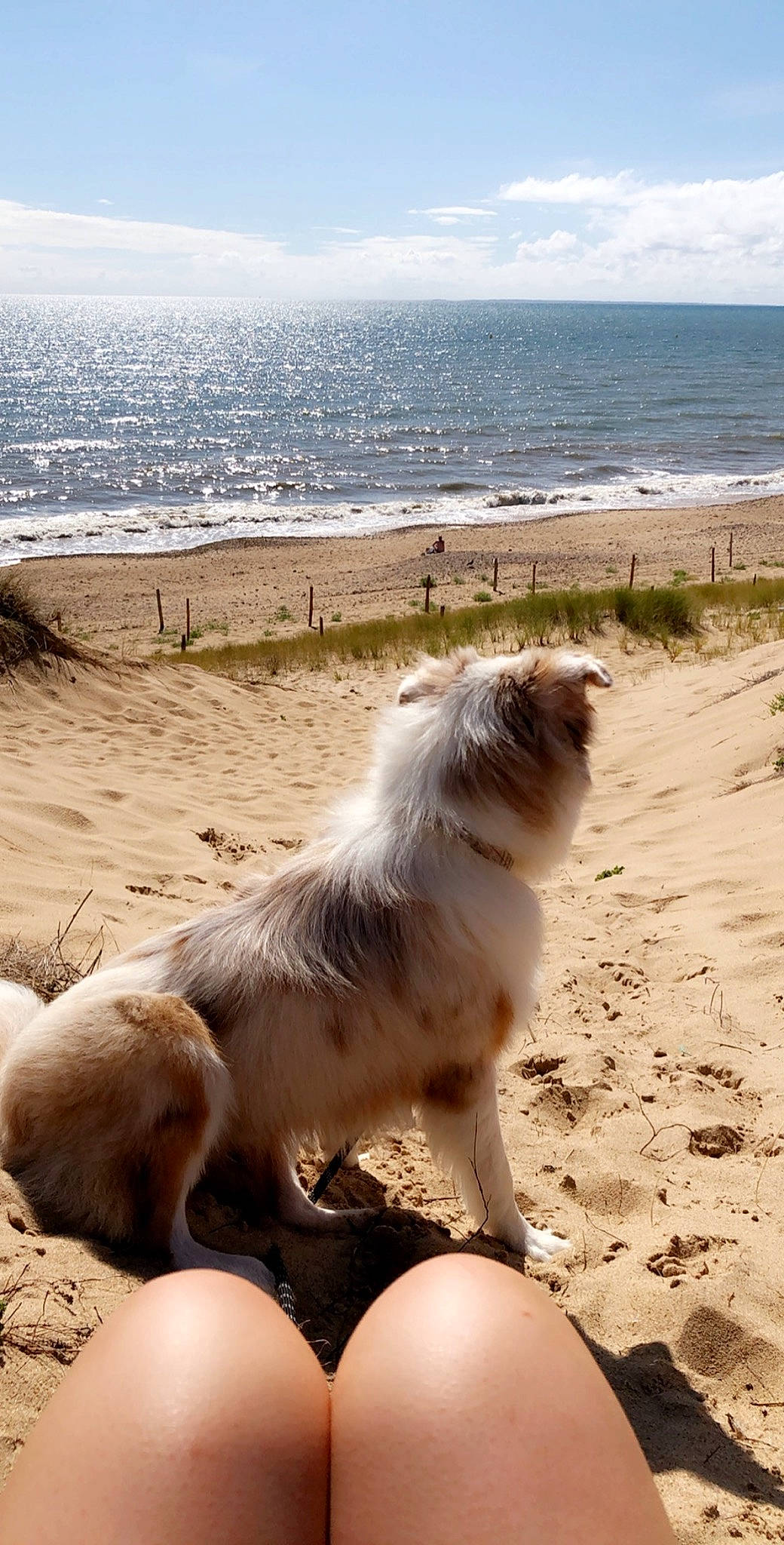 Paquito a rejoint le concours — aidez-le/la à gagner de superbes lots ! australian_shepherd, beach, canidae, carnivore, coast, dog, dog_breed, ocean, sand, sea, shore, sporting_group, vacation