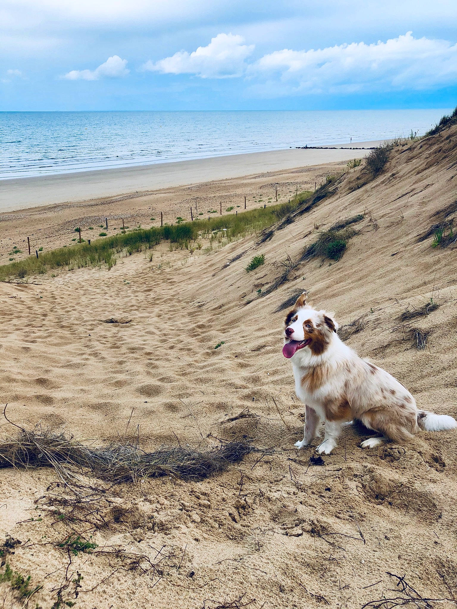 Paquito a rejoint le concours — aidez-le/la à gagner de superbes lots ! australian_shepherd, bay, beach, canidae, carnivore, coast, coastal_and_oceanic_landforms, dog, dog_breed, dog_walking, english_springer_spaniel, mountain, ocean, sand, sea, shore, sky, sporting_group, summer, vacation