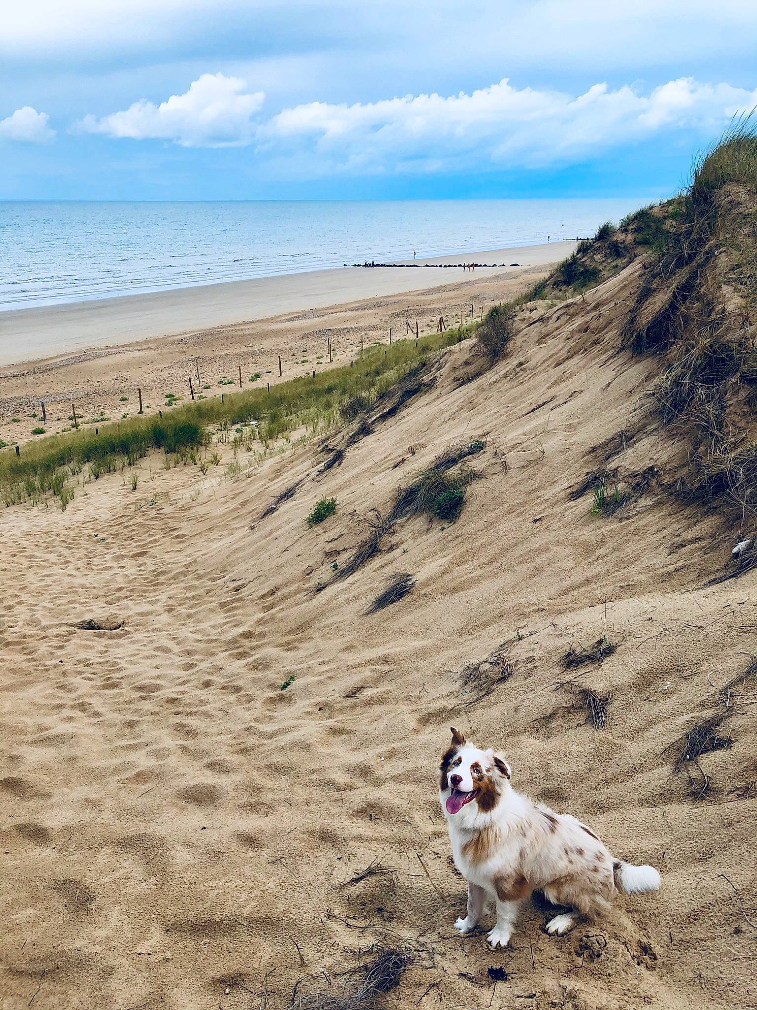 Paquito participe au concours pour gagner de l'argent avec cette photo : australian_shepherd, beach, canidae, carnivore, coast, coastal_and_oceanic_landforms, dog, dog_breed, dog_walking, headland, mountain, ocean, sand, sea, shore, sky, soil, sporting_group, summer, vacation